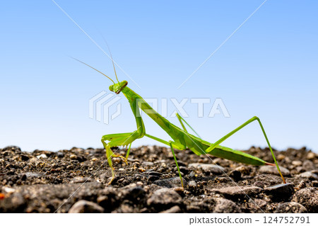 Mantis 124752791
