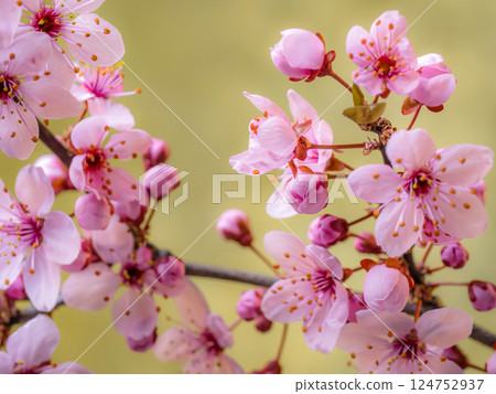 Plum tree twig with flowers blooming 124752937