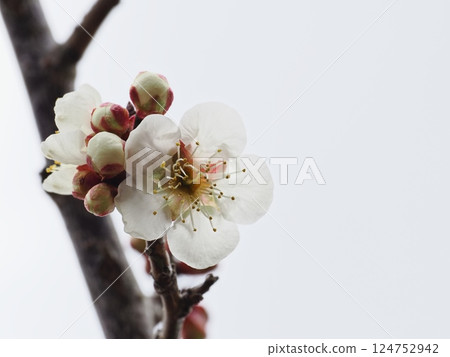 白梅花預示著春天的到來 124752942
