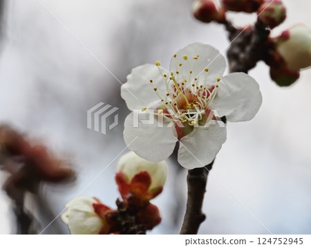 White plum blossoms herald the arrival of spring 124752945