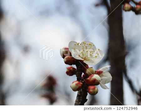 White plum blossoms herald the arrival of spring White plum blossoms herald the arrival of spring 124752946