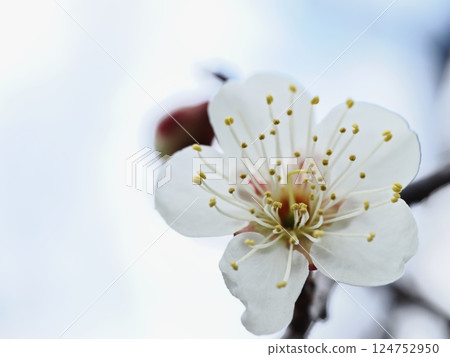 白梅花預示著春天的到來 124752950
