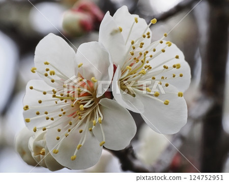 White plum blossoms herald the arrival of spring 124752951