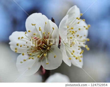 白梅花預示著春天的到來 白梅花預示著春天的到來 124752954