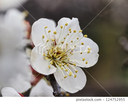 White plum blossoms herald the arrival of spring 124752955
