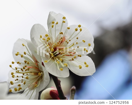 White plum blossoms herald the arrival of spring 124752956
