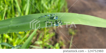 Sparkling transparent raindrops with shadows on a summer day, background of water droplets on a blade of grass after the rain 124752960