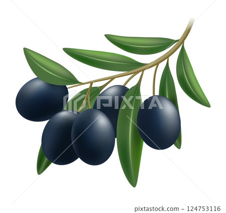 Realistic black olive branch 124753116