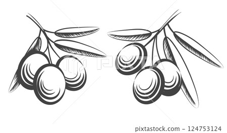 Engraving olive branches 124753124