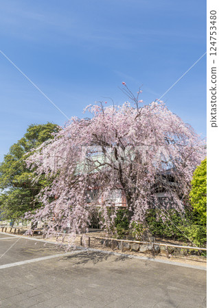 Blue sky and weeping cherry tree in full bloom 124753480