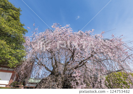 藍藍的天空和垂枝櫻花盛開 124753482
