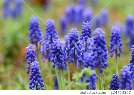 Purple spring flowers Muscari Purple spring flowers Muscari 124753507