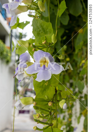 Thunbergia grandiflora Blue trumpet vine 124753893