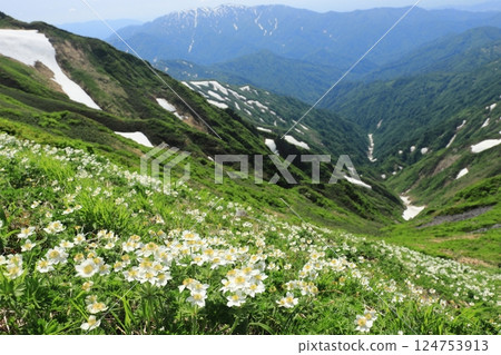 夏日綻放 124753913