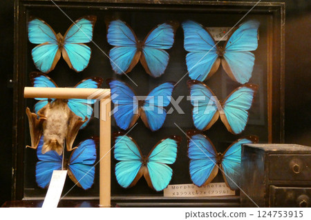 Iwate Prefectural Museum Beautiful Foreign Butterflies and Japanese Bats Museum Exhibition 124753915