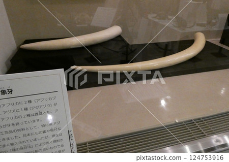 岩手縣立博物館展出的巨大而令人印象深刻的非洲象牙 124753916