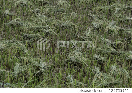 Vietnam, Hoa Binh Province, Mai Chau Valley, Rice Plant. 124753951