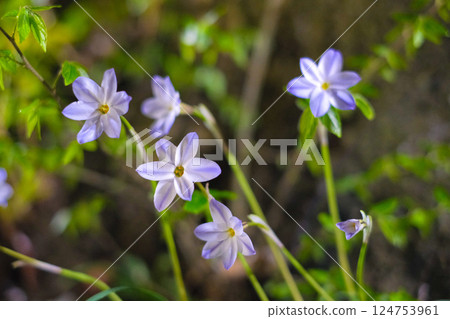 春天花園裡盛開的星狀花朵 124753961