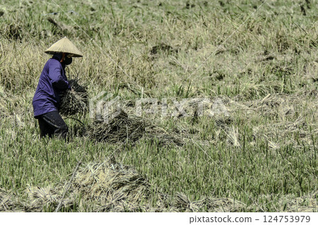 Vietnam, Hoa Binh Province, Mai Chau Valley, woman harvesting rice Vietnam, Hoa Binh Province, Mai Chau Valley, woman harvesting rice 124753979