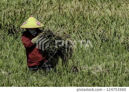 Vietnam, Hoa Binh Province, Mai Chau Valley, woman harvesting rice 124753980