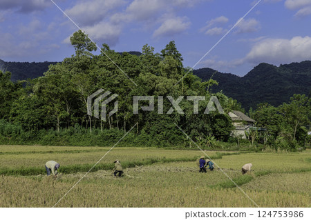 Vietnam, Hoa Binh Province, Mai Chau Valley, Women in the rice fields harvesting. 124753986