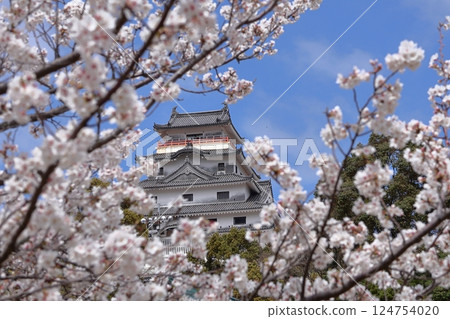 Karatsu Castle and cherry blossoms in Karatsu City, Saga Prefecture Karatsu Castle and cherry blossoms in Karatsu City, Saga Prefecture 124754020