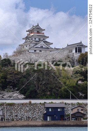 Karatsu Castle and cherry blossoms in Karatsu City, Saga Prefecture 124754022