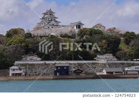 Karatsu Castle and cherry blossoms in Karatsu City, Saga Prefecture 124754023