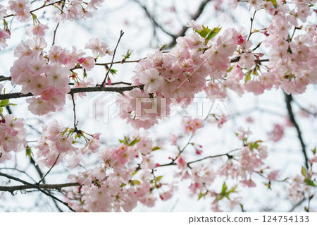 Beautiful tulips in Symbol Promenade Park Beautiful tulips in Symbol Promenade Park 124754133