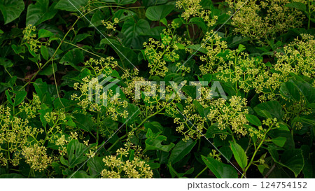 A dense cluster of flowers and lush green leaves of Mikania micrantha known as bitter vine and used as traditional therapeutic alternative medicine for antiseptic A dense cluster of flowers and lush green leaves of Mikania micrantha known as bitter vine and used as traditional therapeutic alternative medicine for antiseptic 124754152