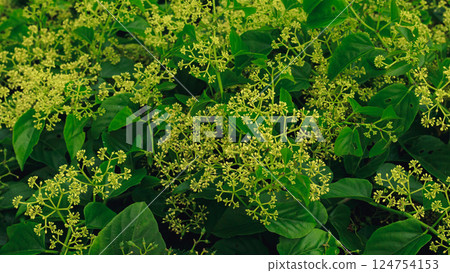 Vibrant yellow flowers of Mikania micrantha known as bitter vine intermingle with green leaves forming a dense natural tapestry used used as traditional therapeutic alternative medicine for antiseptic Vibrant yellow flowers of Mikania micrantha known as bitter vine intermingle with green leaves forming a dense natural tapestry used used as traditional therapeutic alternative medicine for antiseptic 124754153