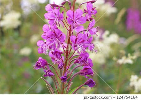 Striking purple flowers in Scandinavia, Vestland, Norway Striking purple flowers in Scandinavia, Vestland, Norway 124754164