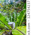 Cat on a banana tree Cat on a banana tree 124754237