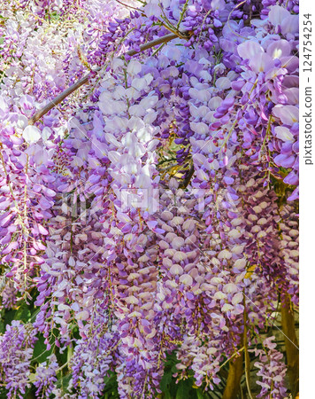 Wisteria in Bloom: A Coastal Spring in Montenegro Wisteria in Bloom: A Coastal Spring in Montenegro 124754254