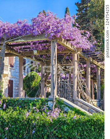 Wisteria in Bloom: A Coastal Spring in Montenegro Wisteria in Bloom: A Coastal Spring in Montenegro 124754255