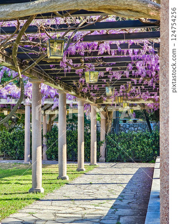 Wisteria in Bloom: A Coastal Spring in Montenegro 124754256