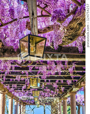 Wisteria in Bloom: A Coastal Spring in Montenegro Wisteria in Bloom: A Coastal Spring in Montenegro 124754257