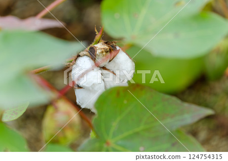 The moment when the harvested cotton seeds open 124754315