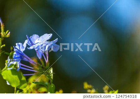 Blue-flowered laurels shining against the blue sky Blue-flowered laurels shining against the blue sky 124754318