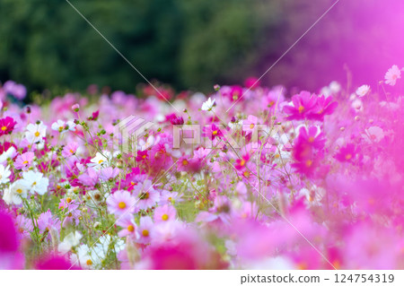 Autumn flower field with pink and white cosmos swaying 124754319