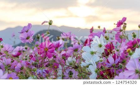 Cosmos blooming against the backdrop of the evening sky Cosmos blooming against the backdrop of the evening sky 124754320