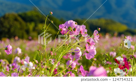 A group of cosmos flowers swaying in the wind with the mountains behind them A group of cosmos flowers swaying in the wind with the mountains behind them 124754321