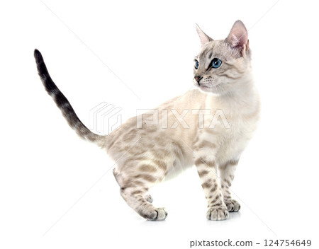 bengal kitten in studio bengal kitten in studio 124754649