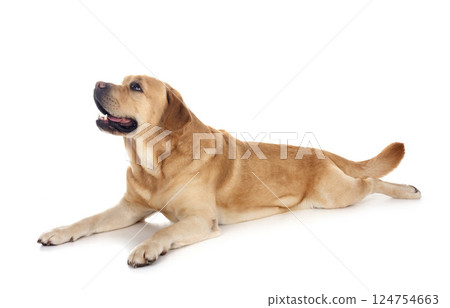 adult labrador retriever 124754663