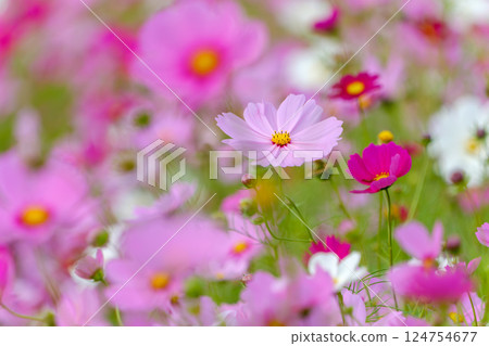 A flower field with pink cosmos swaying in the autumn breeze 124754677