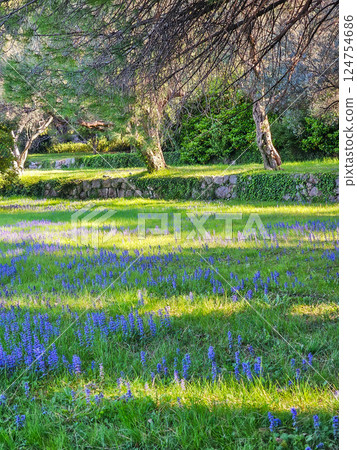Bloom, Blossom, Flowers 124754686