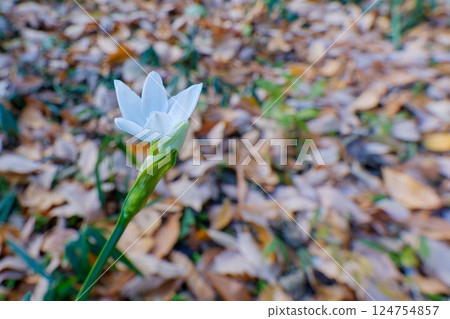 落葉環繞的白花靜謐 124754857