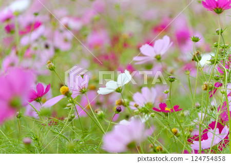 A field of colorful cosmos swaying in the wind 124754858
