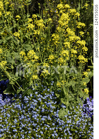 Spring flowers, landscape with blooming blue flowers Spring flowers, landscape with blooming blue flowers 124755016