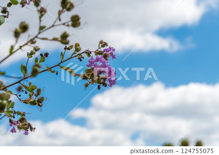 Purple crape myrtle flowers against the sky 124755075